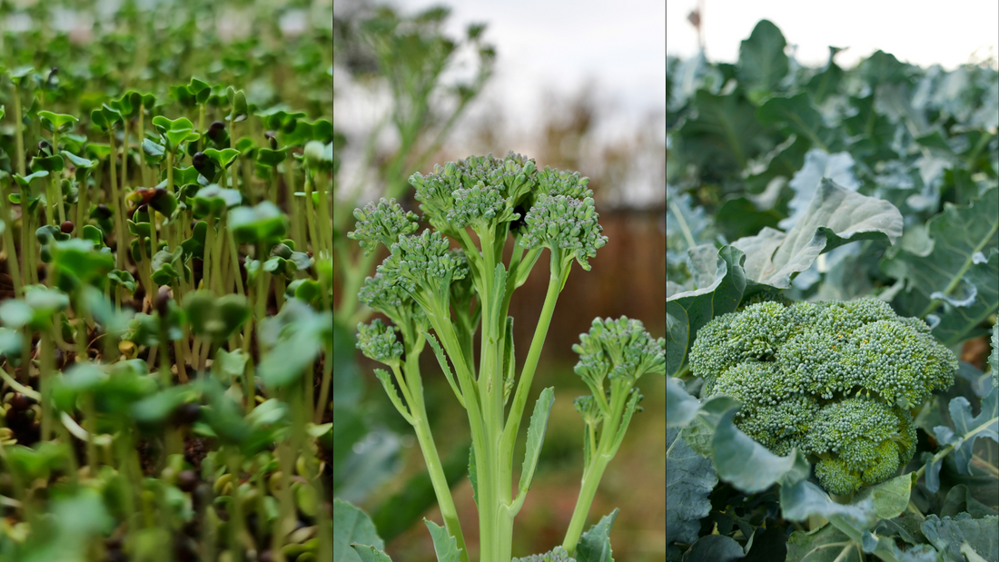 How to Grow Broccoli